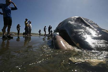 A 47 ft. Hybrid-Whale beaches itself on Ocean Beach, San Francisco.