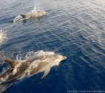 oceana_belize_donate_dolphin_page