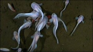 Waterdeepest fish ever filmed
