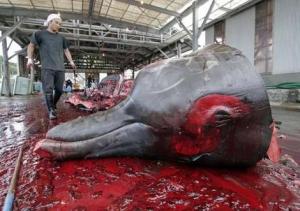 whale-kill-japan