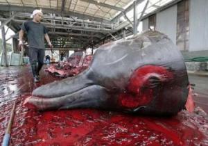 whale-kill-japan