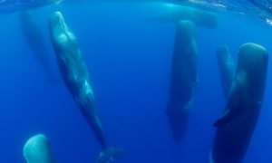 sperm-whales-sleepinazores1.jpg image